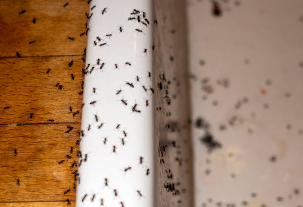 Best Pest Control Near Me  in Crockett, CA